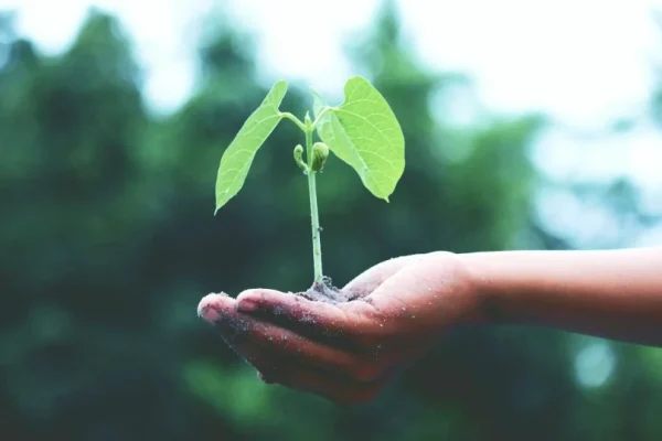 En udstrakt arm med træer som baggrund. Hånden holder en plante, der symboliserer velgørenhed.